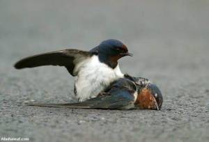 Renung sejenak mengenai burung tersebut.. Swallow-03