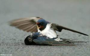 Renung sejenak mengenai burung tersebut.. Swallow-04